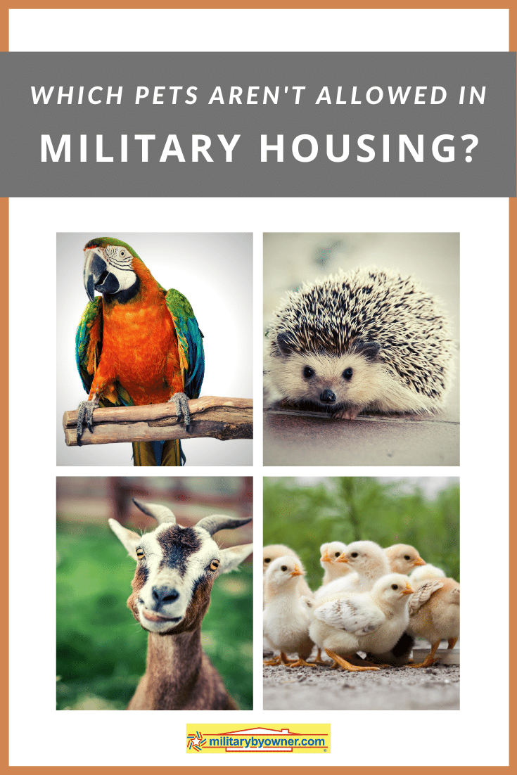 Which Pets Aren't Allowed in Military Housing?